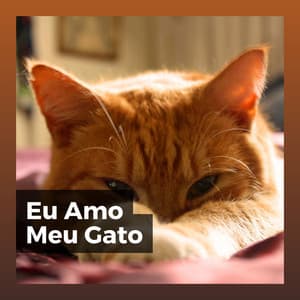 Eu Amo Meu Gato - Musica para Gatos