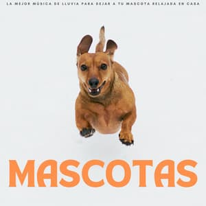 Mascotas: La Mejor Música De Lluvia Para Dejar A Tu Mascota Relajada En Casa - Sonidos de lluvia pesada