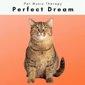 4 Cat: Perfect Dream - Pet Music Therapy