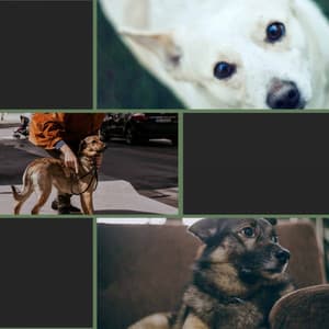 Smooth Jazz Chill Out - Ambiance for Behaving Dogs - Dog Jazz Sounds