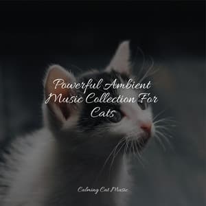 Powerful Ambient Music Collection For Cats - Pet Care Music Therapy