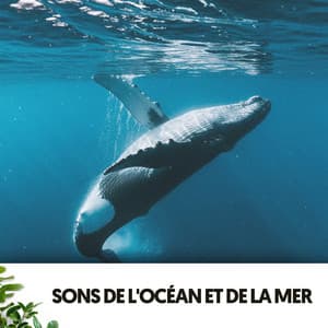 Sons de l'Océan et de la Mer: Baleineaux - Dog Relaxation