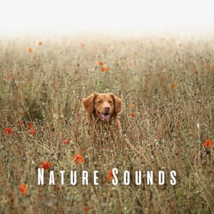 Nature Sounds: Chill Sounds for Restful Dogs - Sounds of Nature Noise