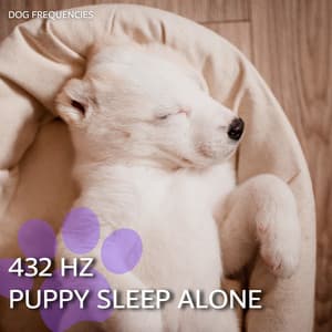 432 Hz Puppy Sleep Alone - Dog Frequencies