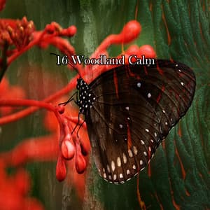 16 Woodland Calm - Nature Sounds for Sleep and Relaxation