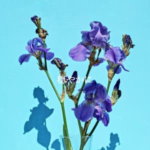 穏やかに - Soft Sounds