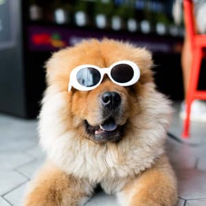 Music for Doggy Moments - Laid-back Jazz Quintet - Music for Dogs Moments