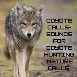 Coyote Calls- Sounds for Coyote Hunting - Natural Sounds