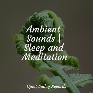 Ambient Sounds | Sleep and Meditation - Nature Sounds Radio