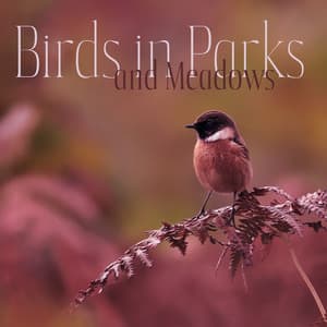 Birds in Parks and Meadows - Bird Song Group