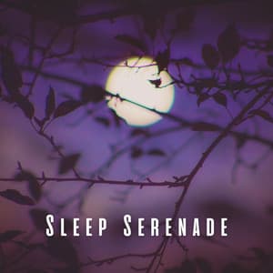 Sleep Serenade: Music for a Peaceful Night - Silent Night Music
