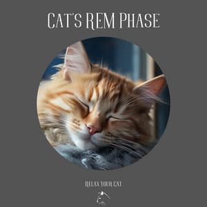 Cat's REM Phase - Relax Your Cat