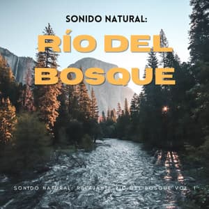 Sonido Natural: Relajante Río Del Bosque Vol. 1 - Naturaleza 101