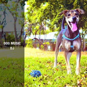Music For Scared Dogs - Dog Music DJ