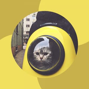 Inspiring Ambiance for Lonely Cat - Cat Music Studio