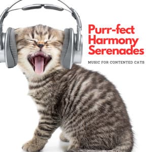 Purr-fect Harmony Serenades: Music For Contented Cats - Happy Afternoon Music
