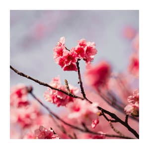 My Happy Places - The inner Harmonies