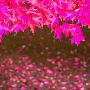 Music for Vibrant Daydreams - Piano Duo - Morning Jazz