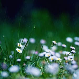 Calm Rainfall Chorus: Songs of Serene Downpour - RAIN_IFY