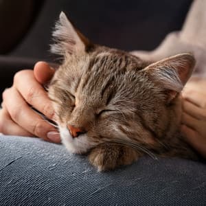Orchestra Of Purring Peace: Orchestral Music For Cats - Bertie Lambert