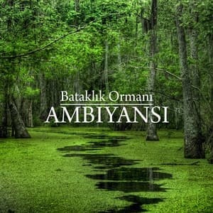 Bataklık Ormanı Ambiyansı: Derin Rahatlama, Dinlenme ve Uyku için Saf Doğa Gürültüleri - Rahatlatıcı Müzik Terapi