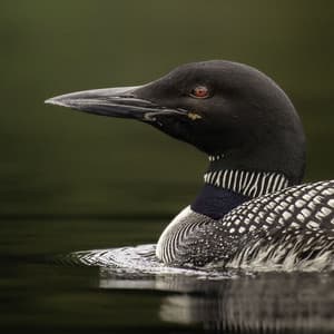 Serenade of Solace: Loon Songs for Nature Meditation - Untamed Planet