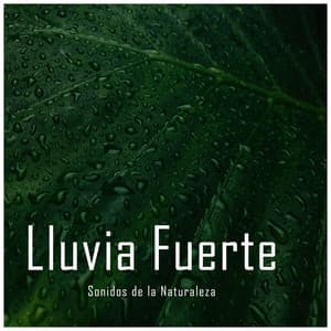 Sonidos de la Naturaleza: Lluvia Fuerte - Rain Recordings