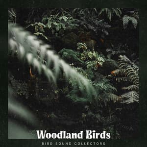 Woodland Birds - Bird Sound Collectors