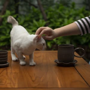 Beloved Cat Retreat: Gentle Coffee Shop Jazz Melodies - The Jazz Cats