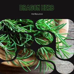 Dragon Herb: The Mystery of Echinacea - HerBaLance