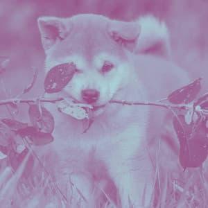 Music for Puppy Calmings - Stylish Jazz Quintet - Calming Dog Jazz Classics