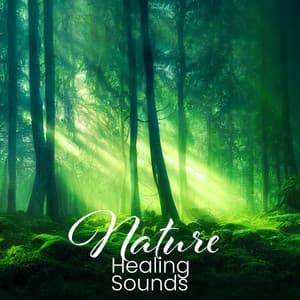 Nature Healing Sounds – A Forest Symphony - Total Nature Relaxation