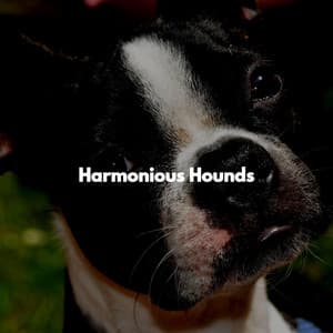 Harmonious Hounds - Musica para Perros