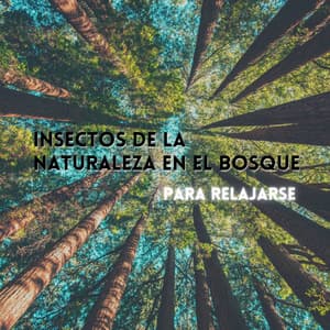 Insectos De La Naturaleza En El Bosque Para Relajarse - Sonidos De La Selva