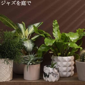 ジャズを庭で - Bossanova Jazz