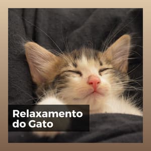 Relaxamento do Gato - Musica para Gatos