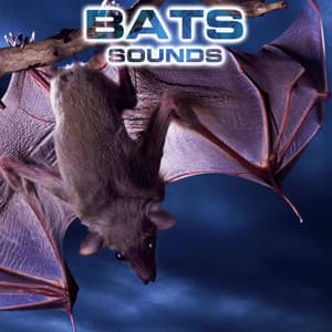 Bats Sounds - Bats Sounds