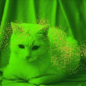 Music for Calming for Kitten - Modern Latin Music - Calming Music for Cats