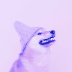 Fashionable Ambiance for Wonderful Doggies - Good Dog Music