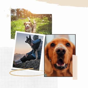 Music for Sleepy Puppy - Chill Out - Dogs at Home