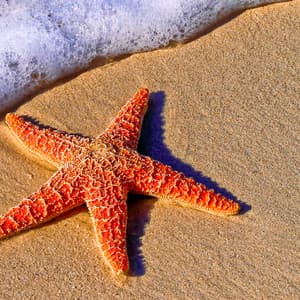 50 Ambient Water Songs: Starfish and Seashells - Sea Waves Sounds