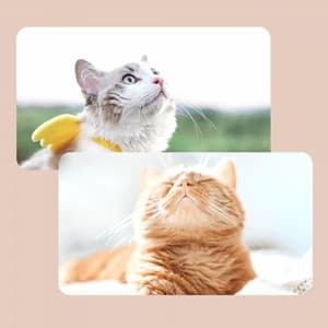 Magical Jazz Trio - Ambiance for Sleepy Kitten - Cats Music Den