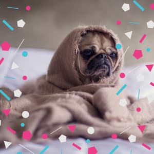 Mysterious Guitar Chill Out - Background for Sleeping Dog - Pets Relax