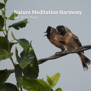 Nature Meditation Harmony: Zen Birds Music - Swedish Forest Birds