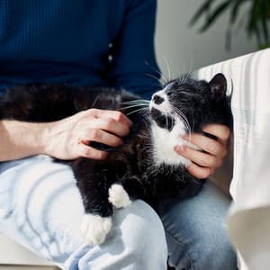 Lounge Pet Serenade: Soothing Jazz for Relaxation - Smooth Jazz Relax