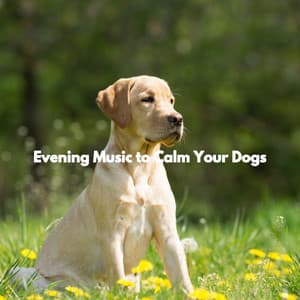Evening Music to Calm Your Dogs - Jazz para Relajante