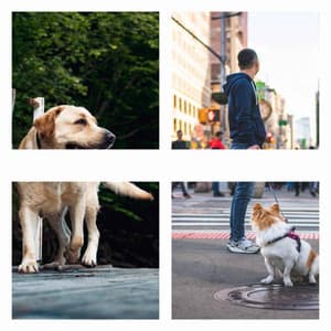 Guitar Pop - Background for Sweetest Dogs - Dog Jazz Sounds