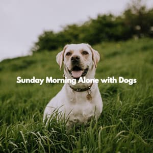 Sunday Morning Alone with Dogs - The Elevator Music Jazz Trio