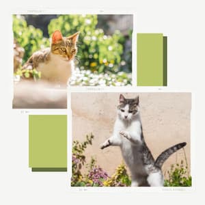 Ambiance for Sleepy Kitten - Cat Music Waves