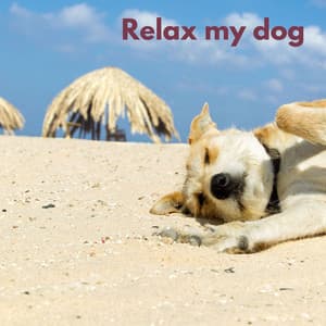 Dog Chill - Sleepy Pets